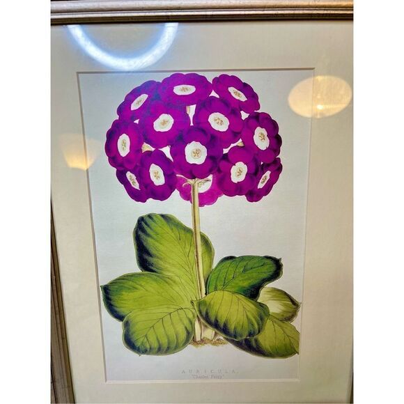 Auricula “Charles Perry” Framed and Matted Print 16” x12” - Picture 3 of 9
